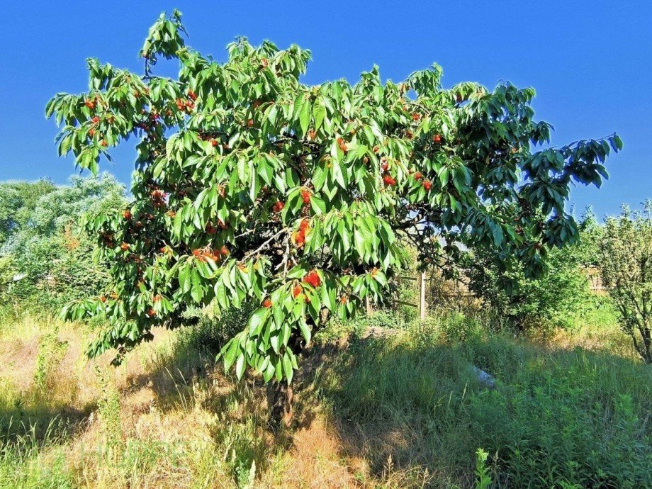 Kirschbaum Wohngrundst�ck Berlin